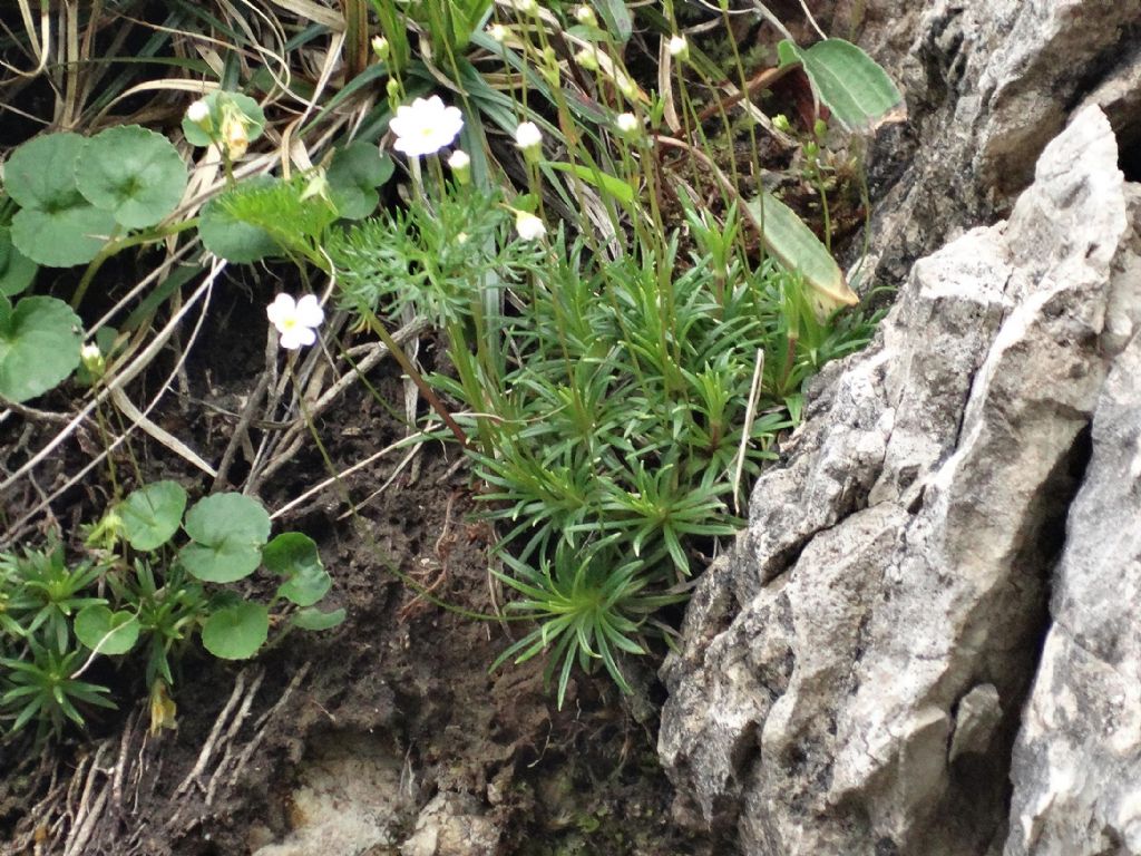 Androsace lactea / Androsace lattea